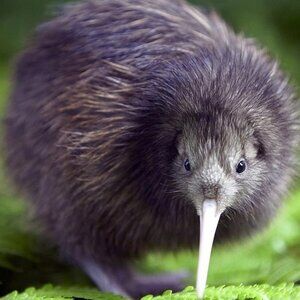 Meet your Posher, Autumn